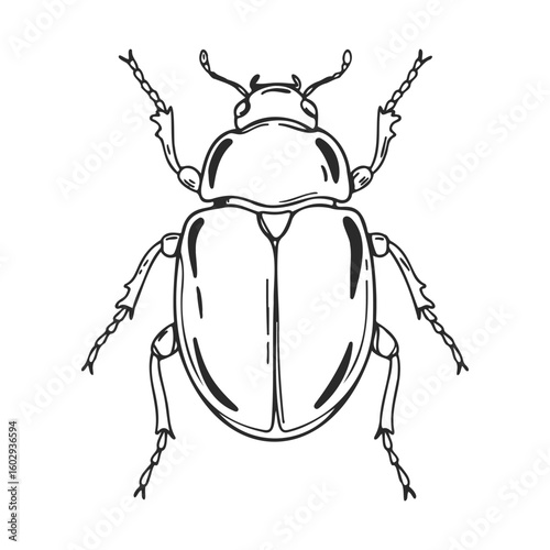 Black and white stag beetle line art illustration with detailed features – stock vector icon in line style