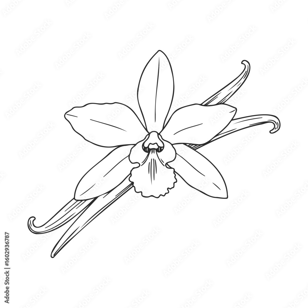 Naklejka premium Vanilla orchid with pods: detailed botanical line art on white background – stock vector icon in line style