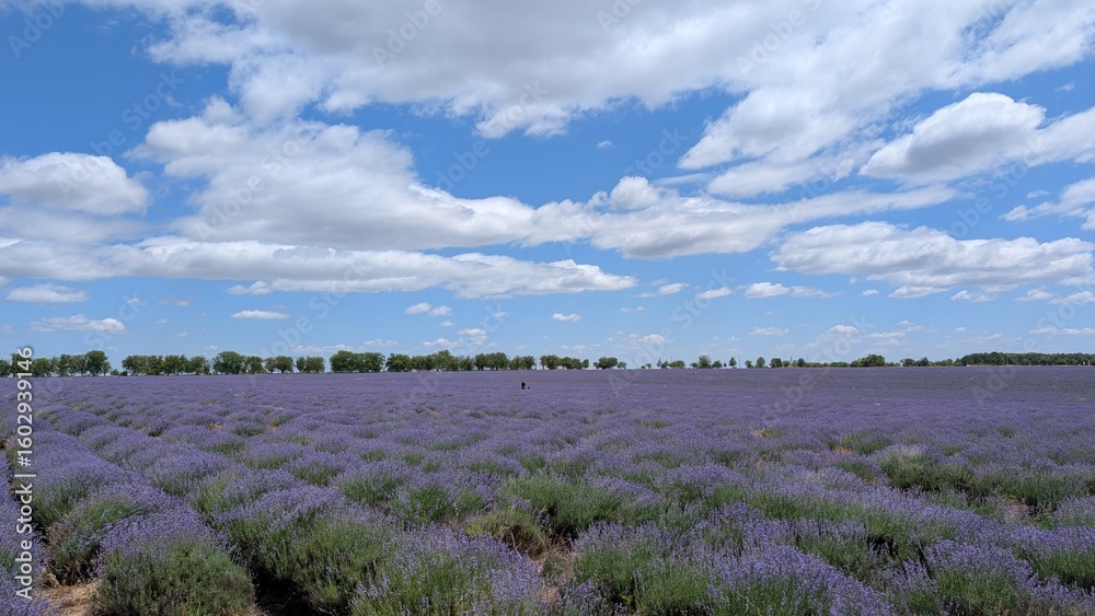 Fototapeta premium Stunning and Beautiful Lavender Fields Flourishing and Thriving Under a Dramatic Cloudy Sky