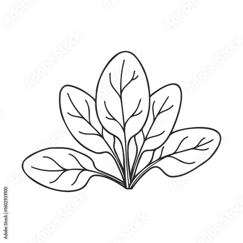 Monochrome spinach illustration with detailed leaf veins on white background – stock vector icon in line style