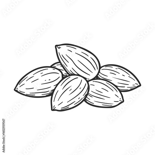 Hand-drawn almonds illustration on white background – stock vector icon in line style