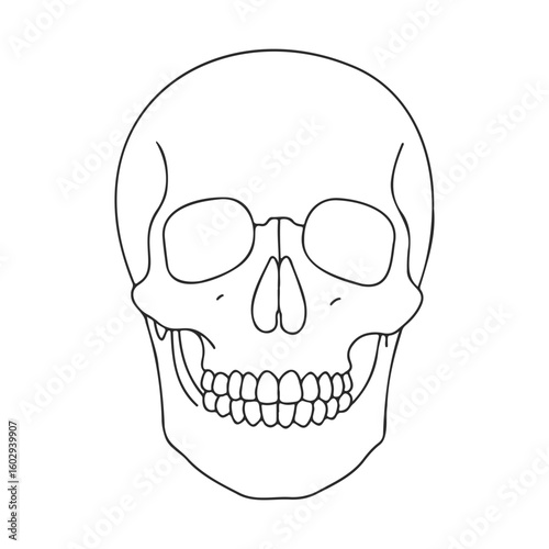 Minimalist skull illustration: anatomy of the human skull – stock vector icon in line style