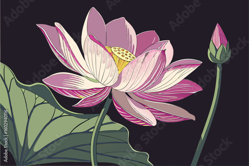 Elegant pink lotus flower and bud with green leaves on dark background
