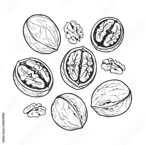 Hand-drawn walnut sketches with detailed halves and whole nuts – stock vector icon in line style