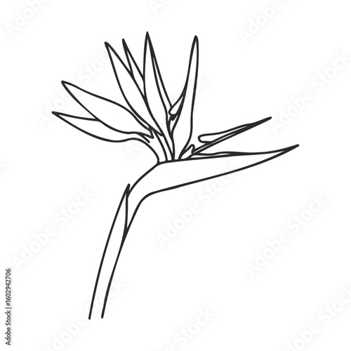 Minimalist line drawing of bird of paradise flower on white background – stock vector icon in line style