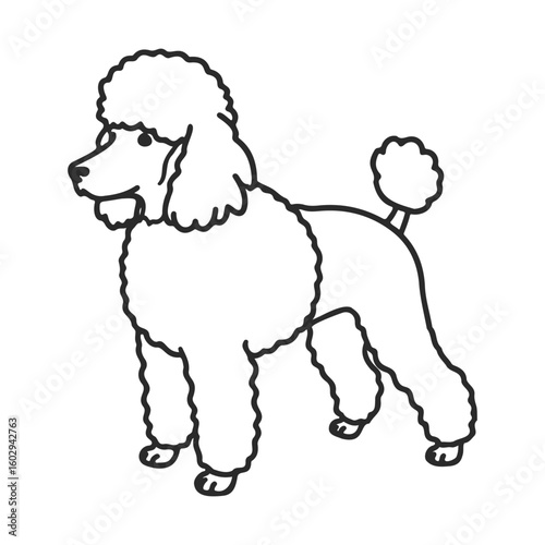 Outline drawing of a standing poodle with fluffy coat and tail – stock vector icon in line style