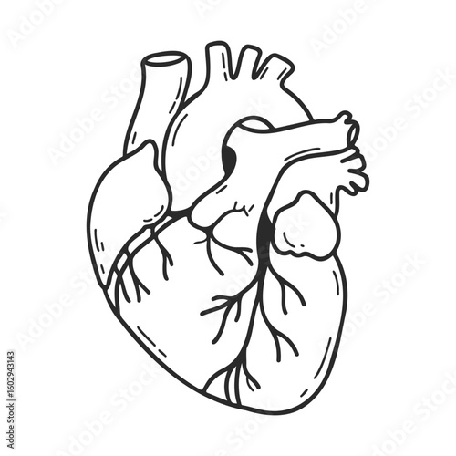 Detailed anatomical drawing of human heart illustration in black and white – stock vector icon in line style