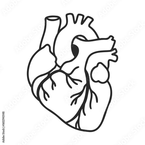Simple anatomical heart illustration with clean lines – stock vector icon in line style