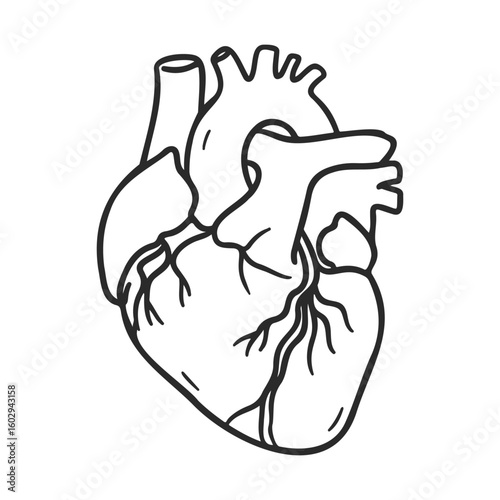 Anatomical heart line drawing with detailed veins and arteries – stock vector icon in line style