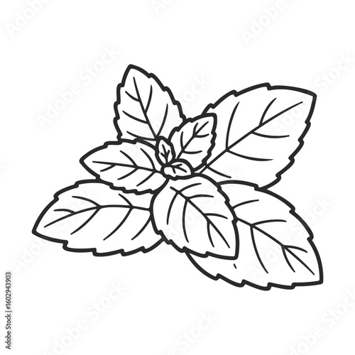 Black and white mint leaf illustration with detailed outline – stock vector icon in line style