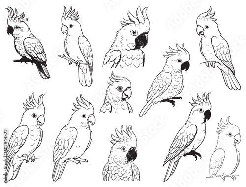 OCKATOO BIRD SILHOUETTE