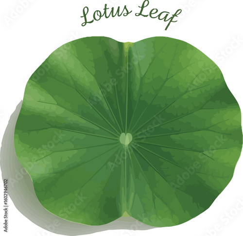 A vibrant green lotus leaf is presented, showcasing its intricate veins and rounded shape, ideal for botanical studies, spa designs, or representing purity and enlightenment.