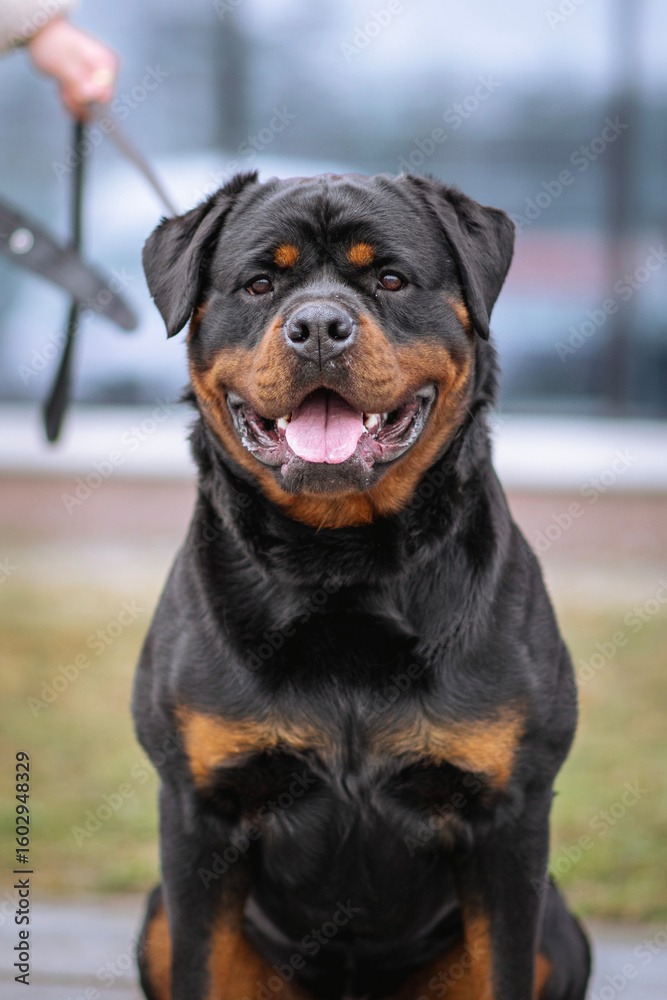Close-up portrait of a smiling Rottweiler Close-up portrait of a smiling Rottweiler