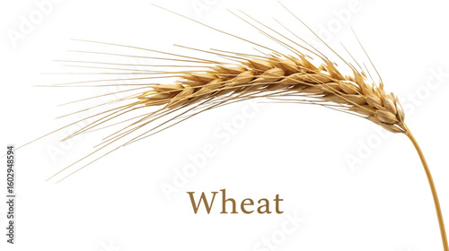 A golden wheat stalk showcases its delicate grains and slender awns, ideal for illustrating agriculture, baking, or the beauty of natural harvests in food-related designs.