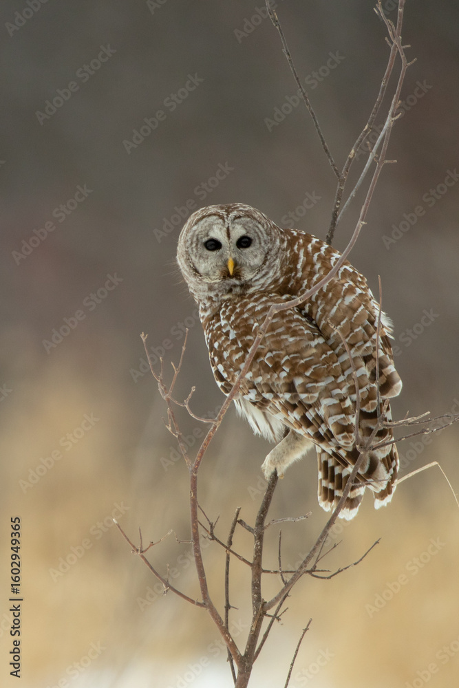 Fototapeta premium Barred Owl taken in southern MN in the wild