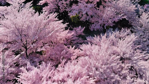 Aerial view of beautiful cherry blossom trees with pink blossoms in full bloom
