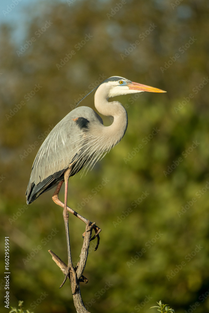 Obraz premium Great Blue Heron taken in southern FL