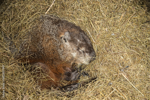 Fotografie Woodchuck hibernating taken under controlled conditions in Minnesota