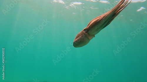 octopus swimming underwater in mediterranean sea. One octopus at the sea in slow motion