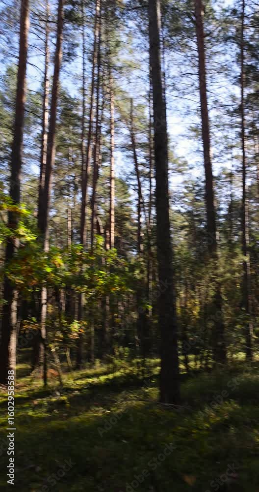tall pines and other plants in the autumn season, changes in nature due to the change of season from summer to autumn tall pines and other plants in the autumn season, changes in nature due to the change of season from summer to autumn