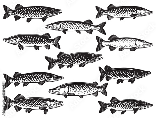 MUSKELLUNGE FISH SILHOUETTE