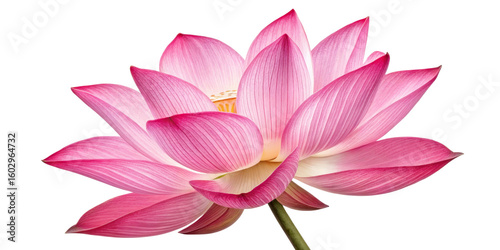 Pink Lotus Flower, Isolated on Transparent Background, Floral Design Element, Botany, Nature, Pink Lotus, Flower, Blossom