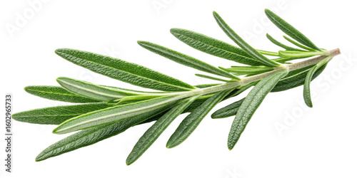 Rosemary Sprig, Isolated on Transparent Background, Culinary Herb, Botanical Illustration, Food Photography, Rosemary, Herb, Spice
