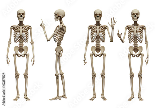 Four human skeletons in various poses isolated on transparent background