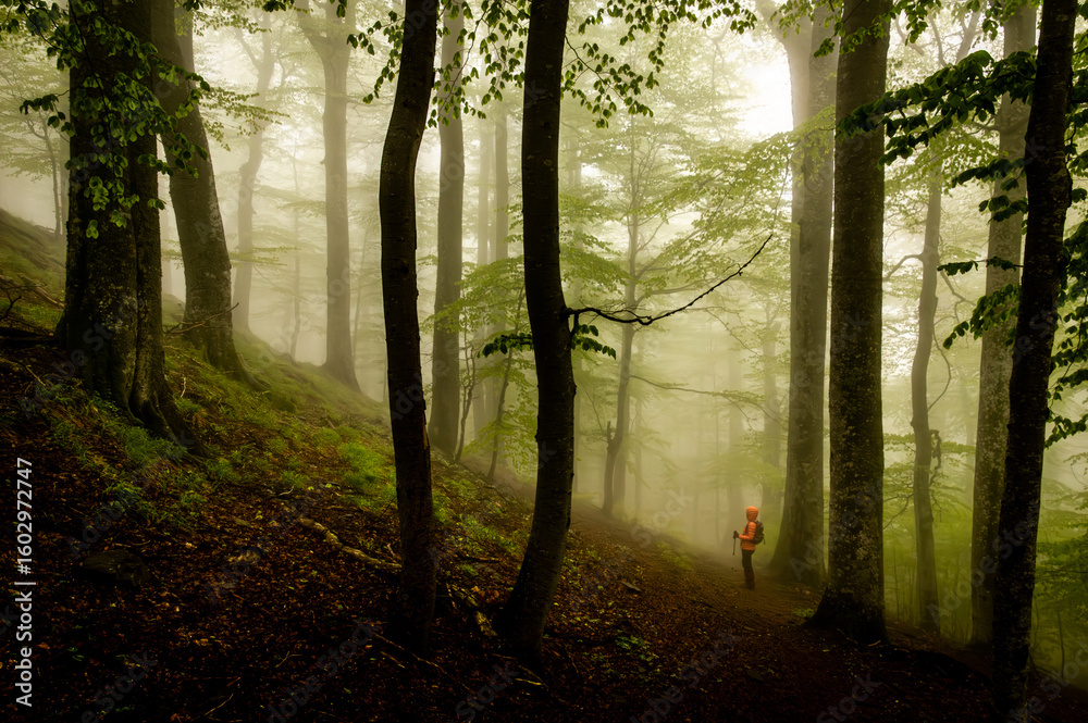 Naklejka premium Solitary hiker in a beech forest landscape in the fog. Magical picture of a foggy forest in Carpathian Mountains of Romania.