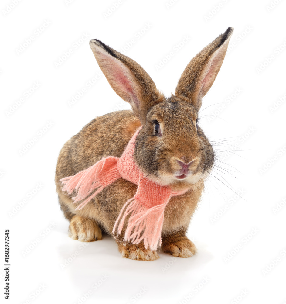 Obraz premium Gray rabbit in a scarf.