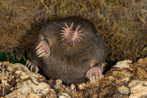 Star-nosed Mole taken in central MN under controlled conditions