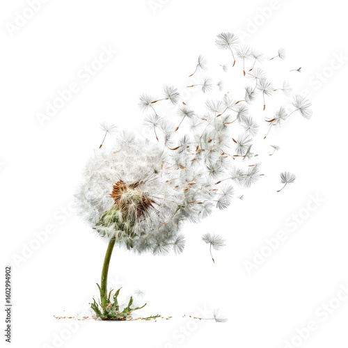 A dandelion seed head dispersing seeds