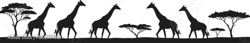 Majestic giraffes roam the savanna alongside iconic acacia trees in a striking black and white silhouette panorama