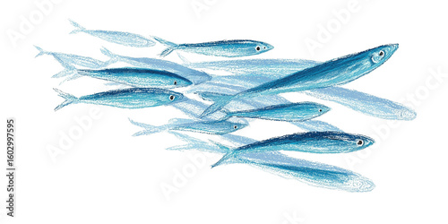 sardine fish cutout isolated on white, side view on transparent png background  Cartoon stickers of fish. Bright doodle illustration with pencil cute texture. Kid drawn
