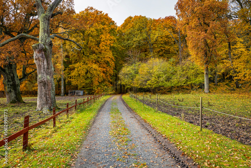 Beech forest during fall season in Sweden