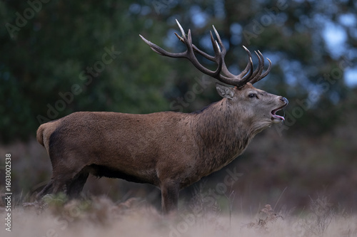 Red Deer (Cervus elaphus) bellowing for his hinds on a crisp Autumn day
