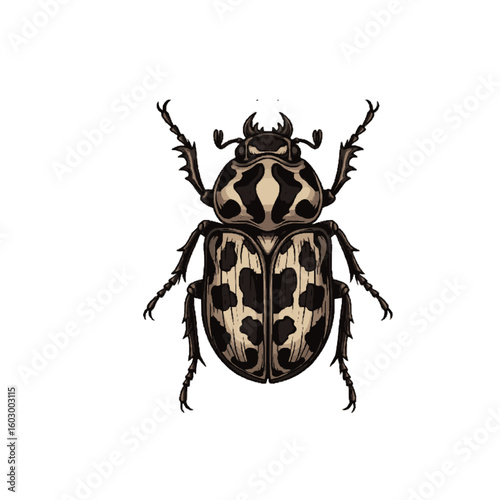 Detailed top view illustration of a beetle with spotted carapace and legs