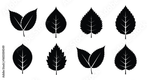 Isolated leaves showcase sharp edges and contrasting silhouettes against a clean white background