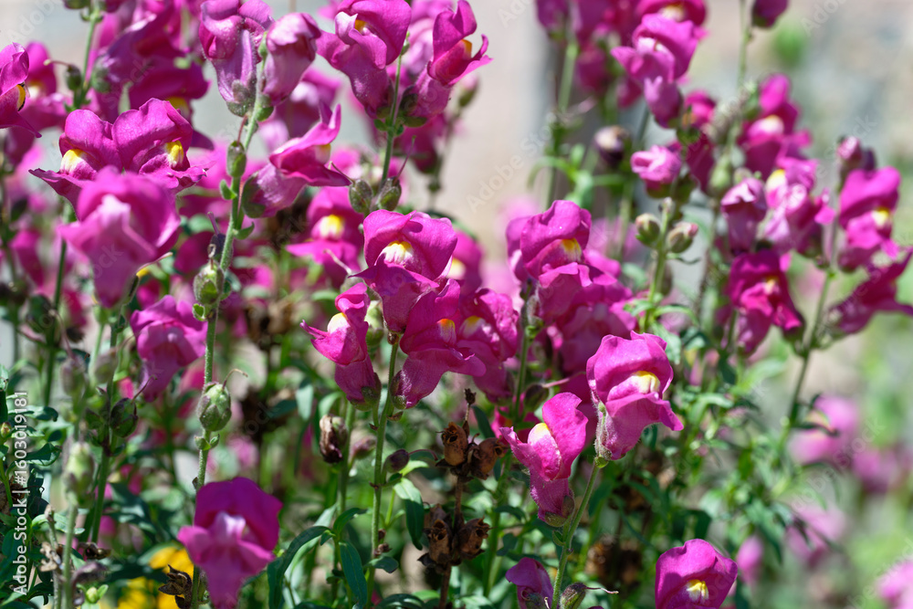 purple snapdragon (Antirrhinum majus) in the garden purple snapdragon (Antirrhinum majus) in the garden