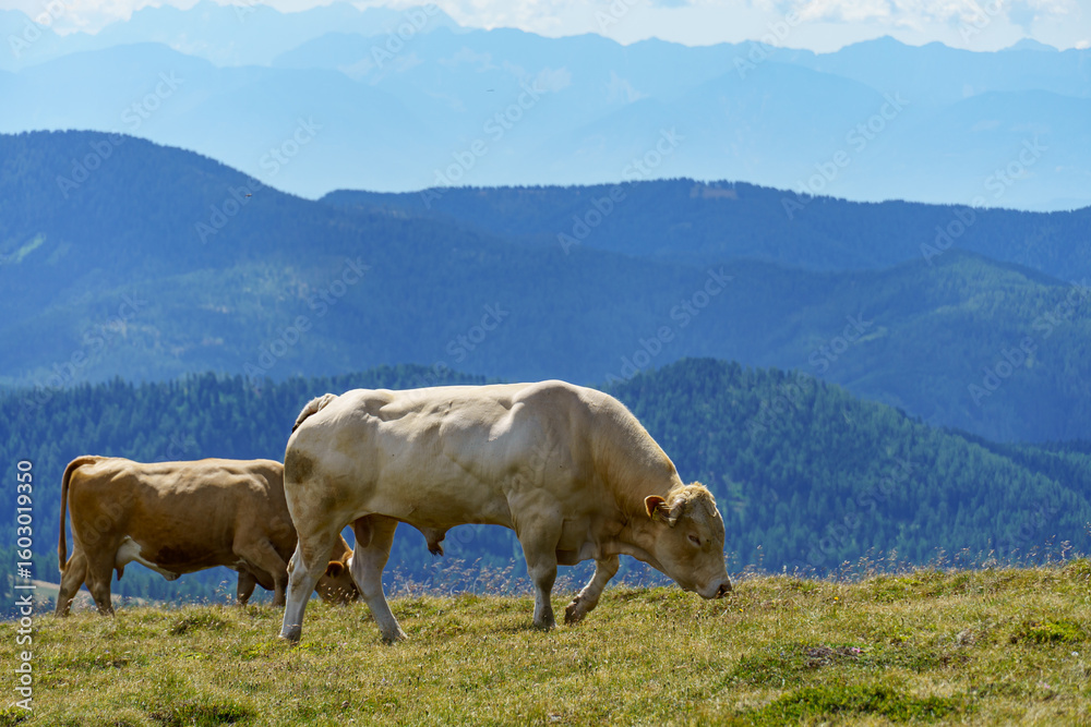 Obraz premium Sommer in kärnten in Österreich