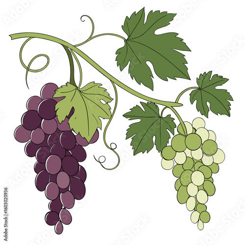 Grapes on Vine Vector Food Printable Graphic for Kitchen Decor