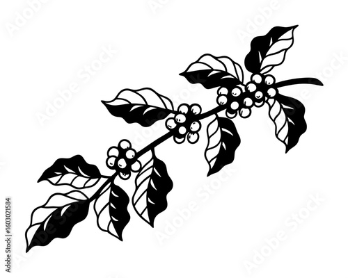 Black and white coffee branch with berries silhouette