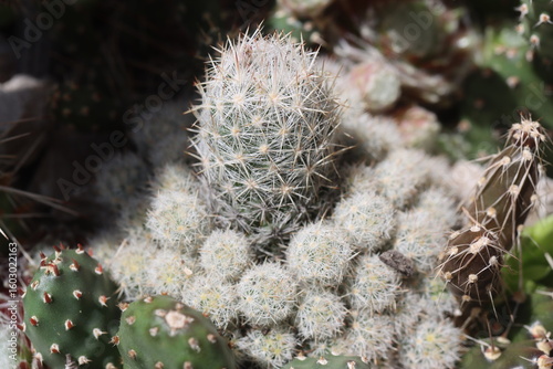 Escobaria sneedi kaktus