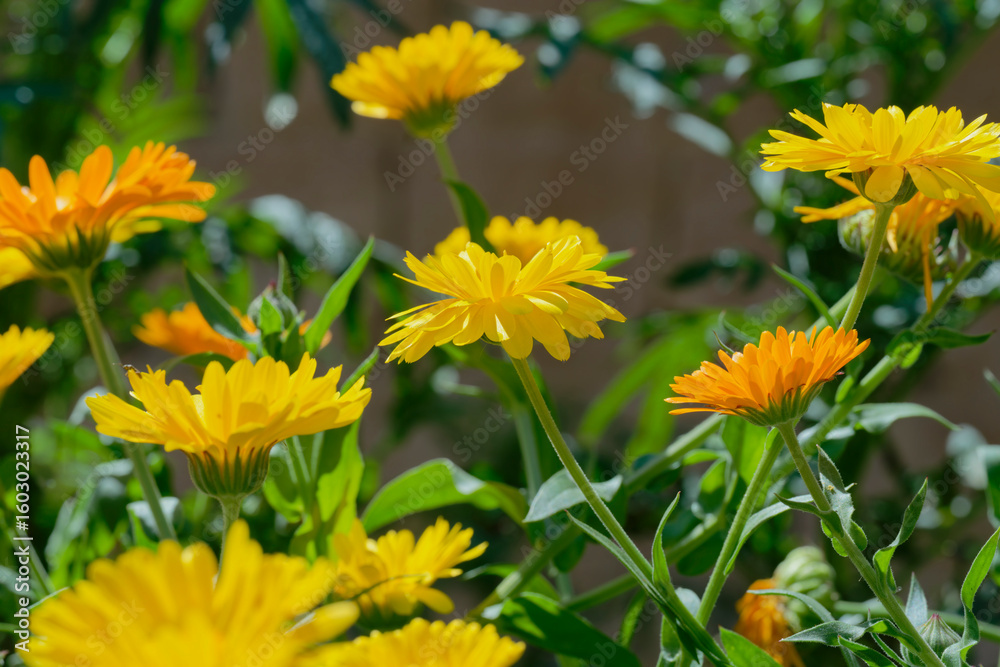 Fototapeta premium Calendula, pot marigold (Calendula officinalis) in the garden