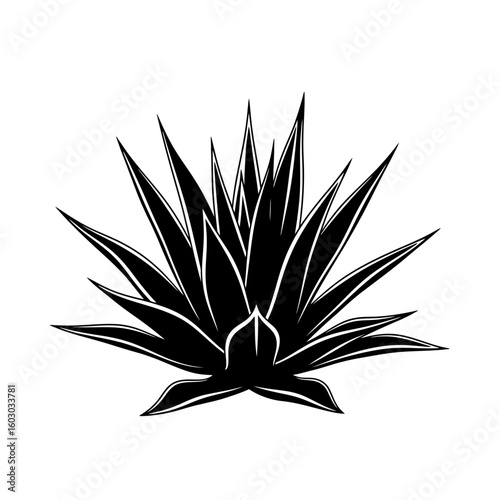 A black and white illustration of an agave plant with sharp pointed leaves