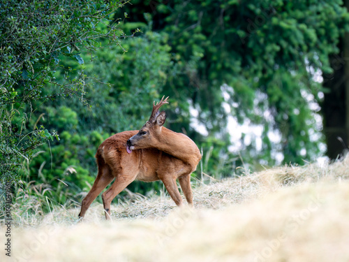 Rehbock (Capreolus capreolus)  