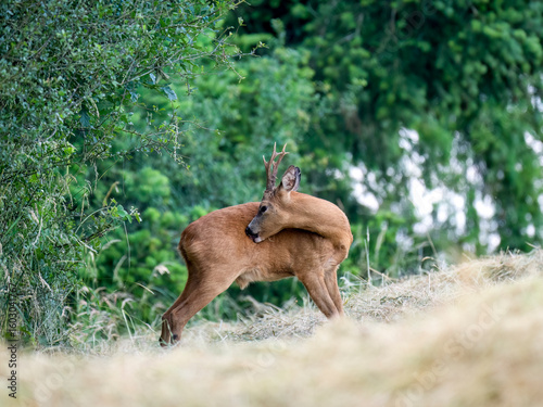 Rehbock (Capreolus capreolus)  