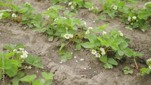 Growing strawberries at home in open ground
