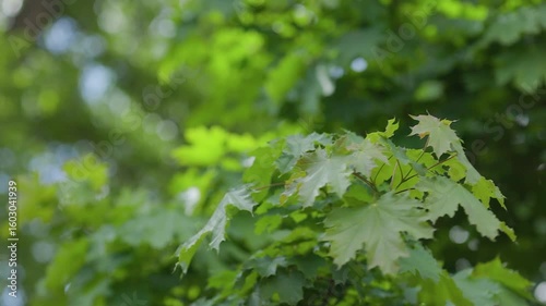 Maple tree branches with green leaves flutter in the wind outdoors in summer