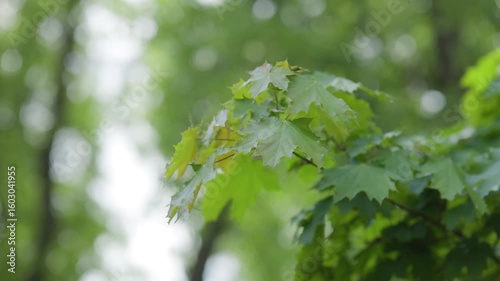 Maple tree branches with green leaves flutter in the wind outdoors in summer
